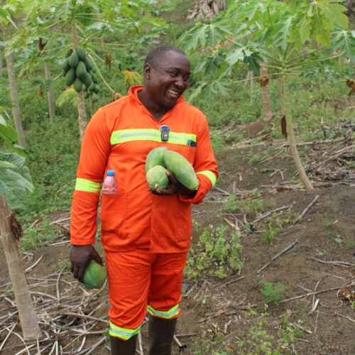 Raoul producteur de papayes 1