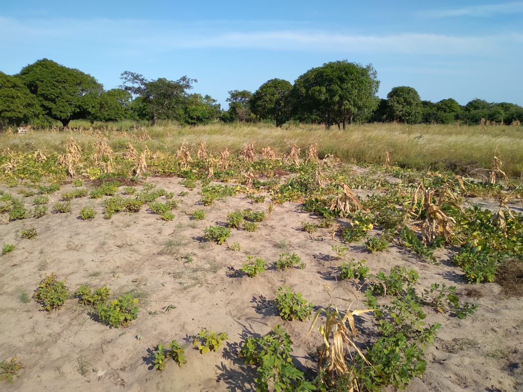 Mozambique – Une agriculture pour la vie